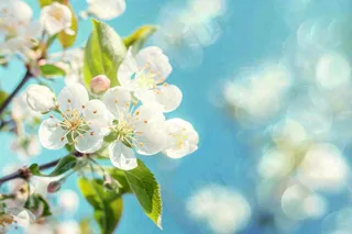 立春白花梨花花朵春意蓝天背景春分惊蛰摄影图