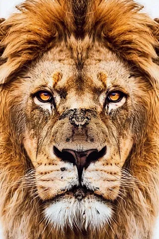 狮子雄狮头部特写保护动物摄影图