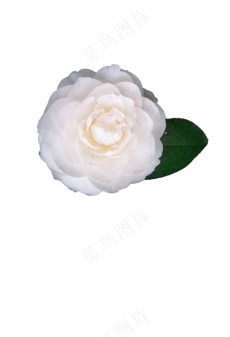 白色山茶花 免抠