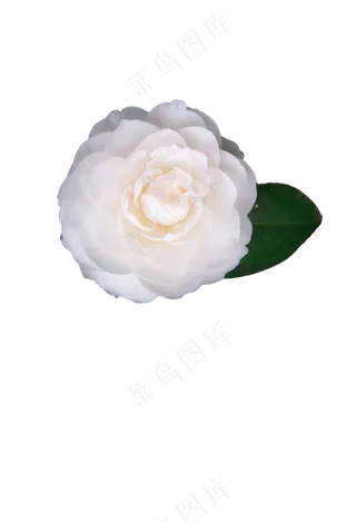 白色山茶花 免抠