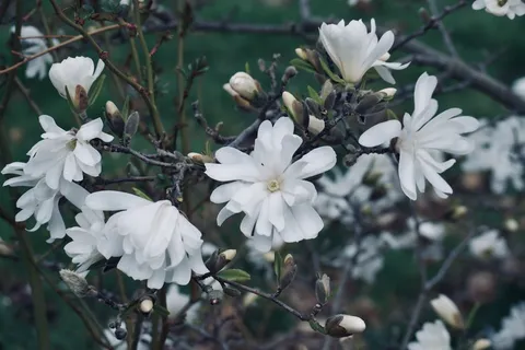 户外玉兰花花朵 户外玉兰花花朵