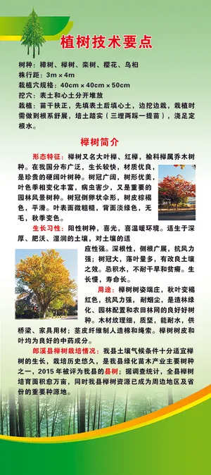 门型架榉树种植1.8米