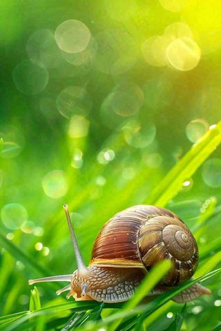 春夏草地上的蜗牛露珠惊蛰春分立夏摄影图