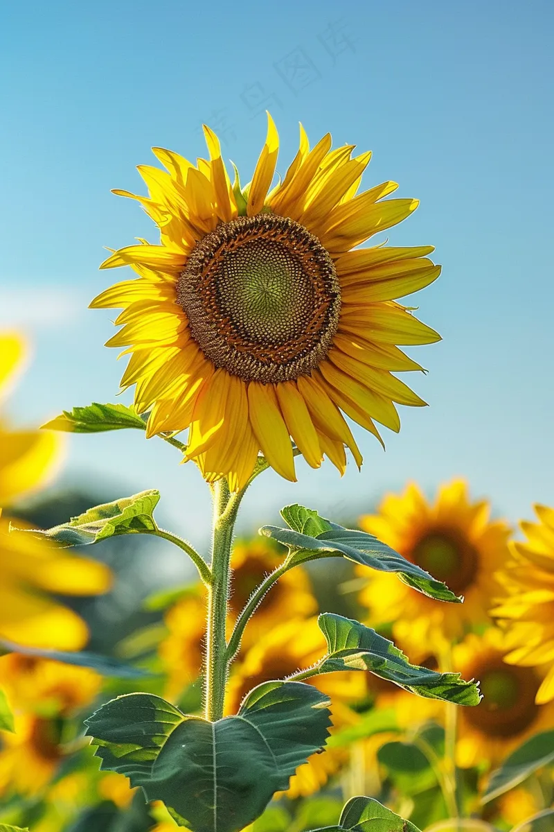 向日葵向阳鲜花摄影图(2688x4032)