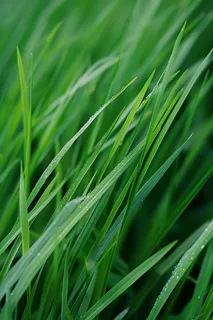 春天嫩芽小草草地摄影图