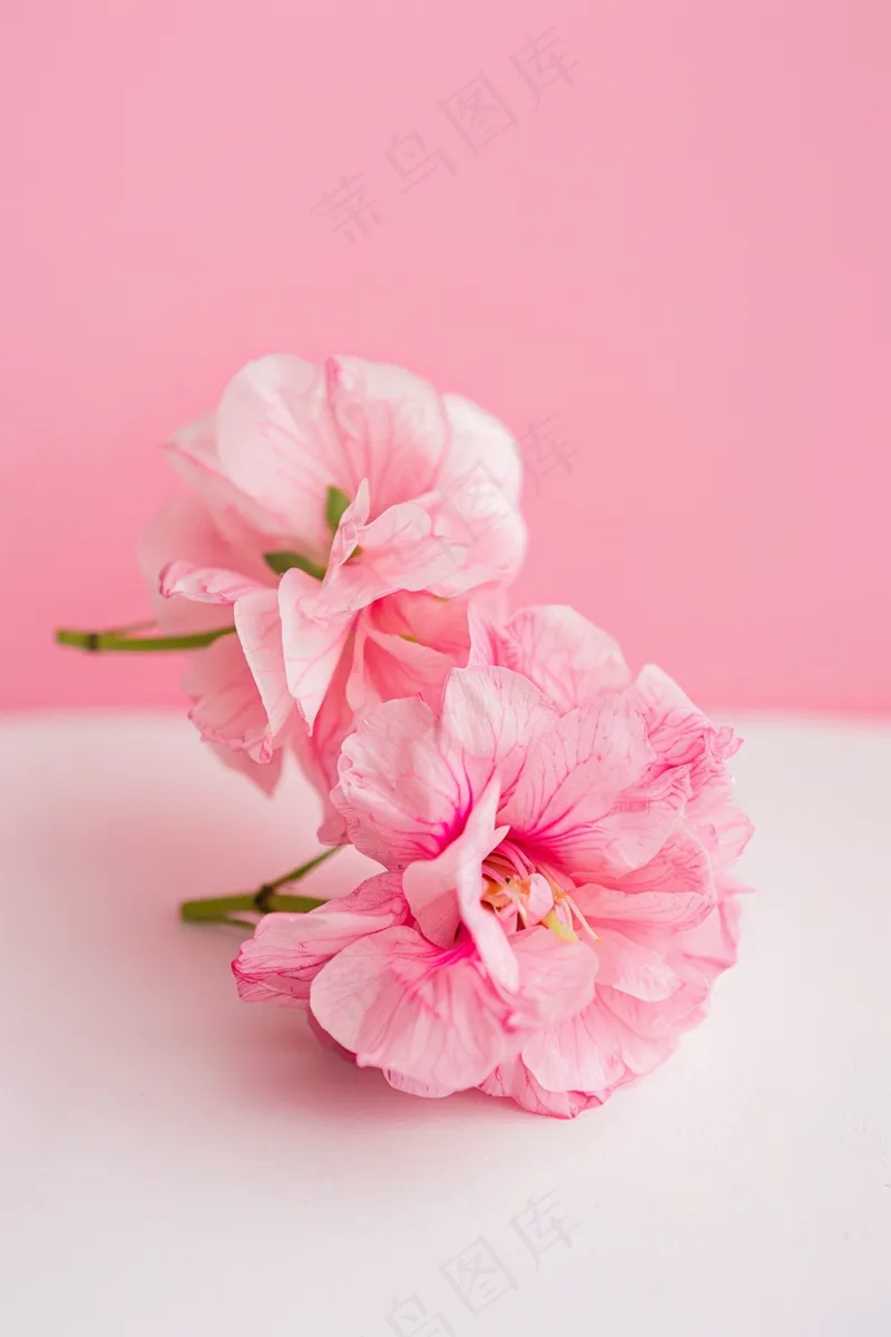 春日樱花花朵摄影图(2688x4032)