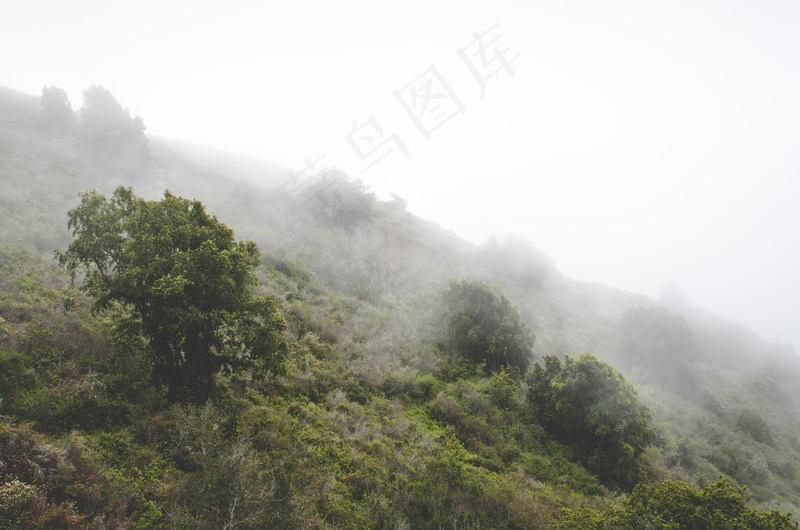 云雾森林图片