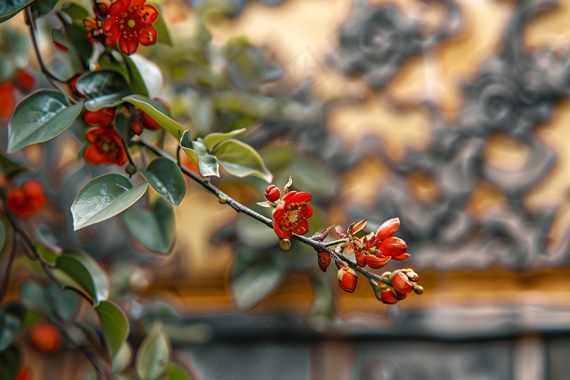 宫墙上的红花树枝摄影图(4032x2688)