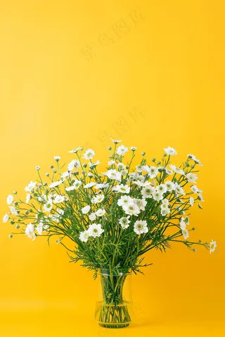 小雏菊白色花朵花瓶黄色背景摄影图