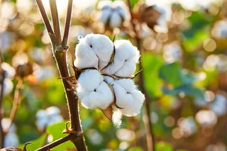 棉花成熟收成摄影图