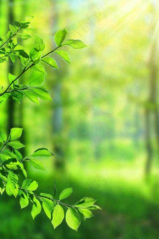 阳光绿叶森林大自然风景绿意春分夏至立夏清新摄影图