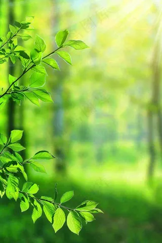 阳光绿叶森林大自然风景绿意春分夏至立夏清新摄影图