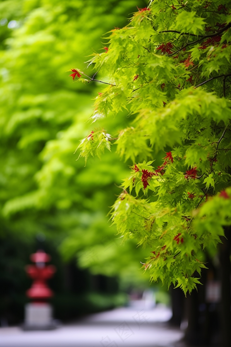 春天大树抽新芽嫩叶绿叶摄影图(2688x4032)