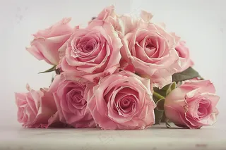 玫瑰花鲜花花朵摄影图