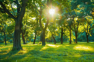 森林公园树木阳光摄影图