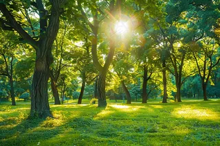 森林公园树木阳光摄影图