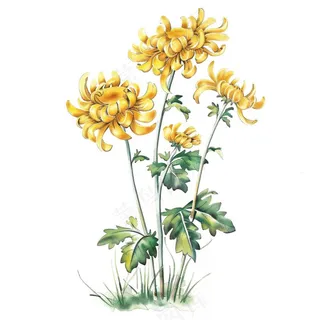 菊花水墨画中国风手绘清明重阳插画免抠