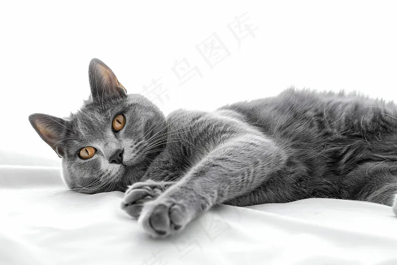 猫咪宠物猫可爱动物摄影图(4032x2688)