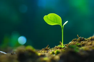 春天破土的嫩芽土壤立春摄影图