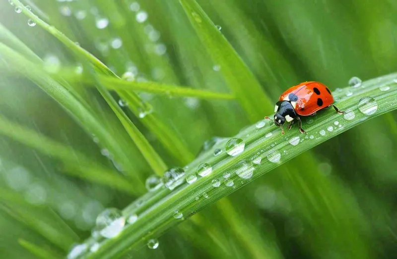 春天绿叶上的昆虫瓢虫露珠 雨水谷雨寒露摄影图(1344x880)