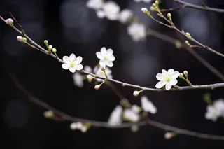 白梅冬季李子花梨花春天树枝抽新芽摄影图