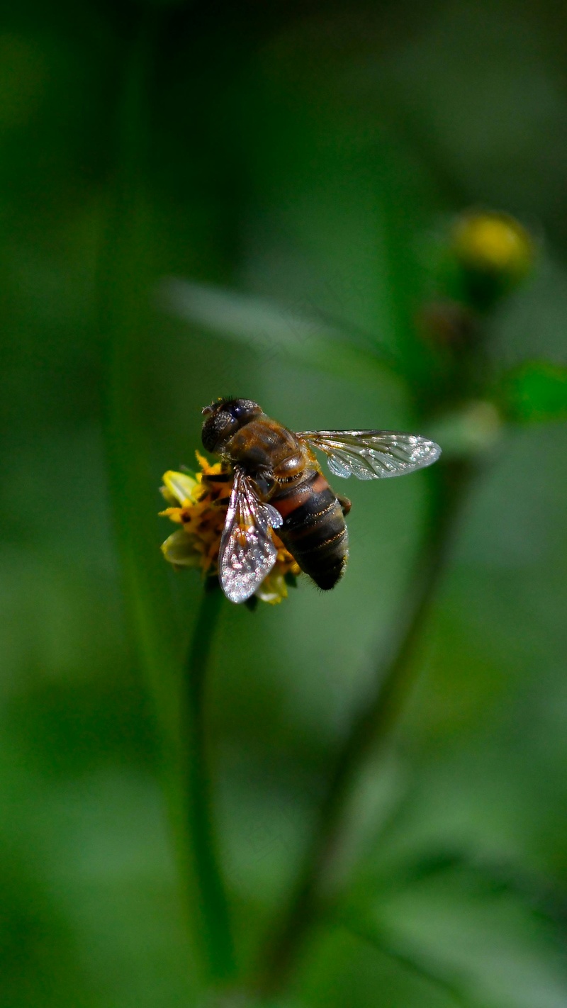 阳光下的忙碌舞者——黄黑相间花蜂授粉图