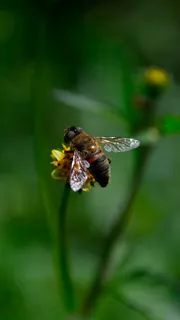 阳光下的忙碌舞者——黄黑相间花蜂授粉图 阳光下的忙碌舞者——黄黑相间花蜂授粉图