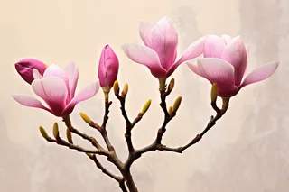 立春盛开的玉兰花粉色玉兰花摄影图