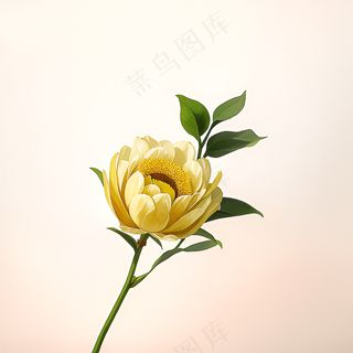 白色黄色手绘新中式风格花植物21