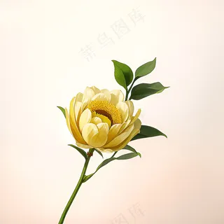 白色黄色手绘新中式风格花植物21