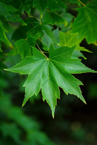 春天嫩绿的大树树叶绿植摄影图