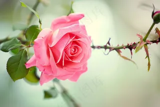 玫瑰花鲜花花朵摄影图