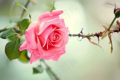 玫瑰花鲜花花朵摄影图 玫瑰花鲜花花朵摄影图