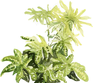 手绘植物免扣素材