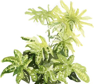 手绘植物免扣素材 手绘植物免扣素材