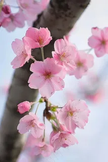 春日樱花花朵摄影图 春日樱花花朵摄影图