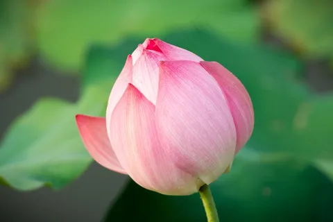 粉色唯美荷花花蕾