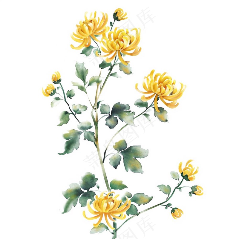 菊花水墨画中国风手绘清明重阳插画免抠(1024x1024)
