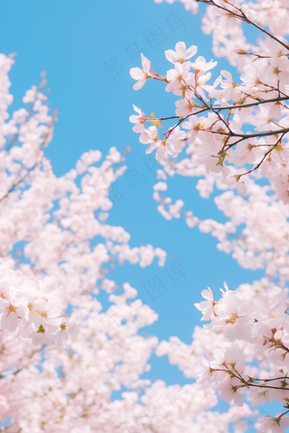 春天白粉色樱花蓝天背景摄影图