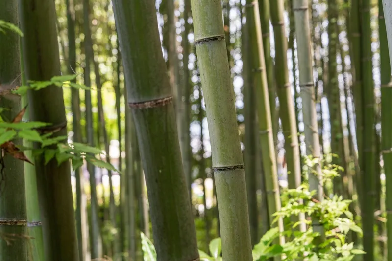 户外竹子竹林