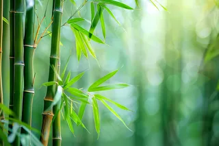 春夏竹林绿色清凉摄影图