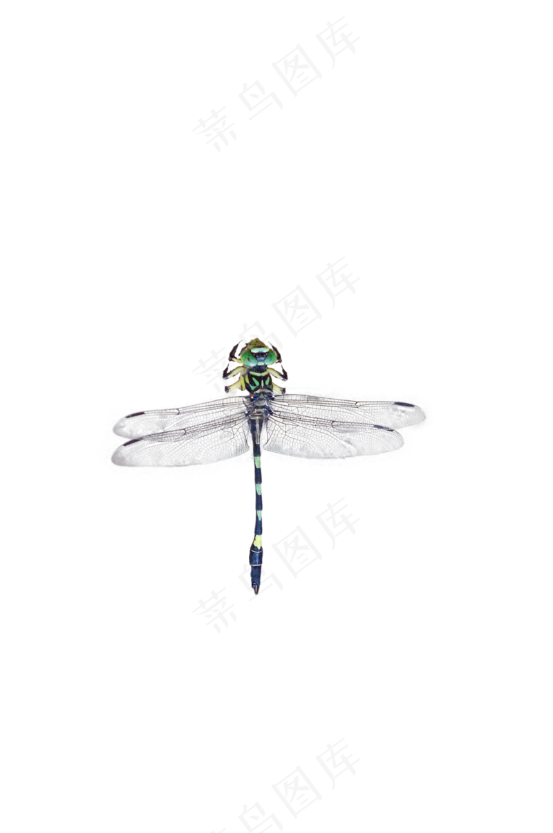 黑绿条纹蜻蜓—免抠