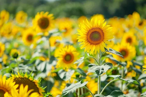 向日葵向阳鲜花摄影图