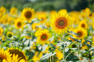 向日葵向阳鲜花摄影图