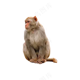 免抠坐着的猴子