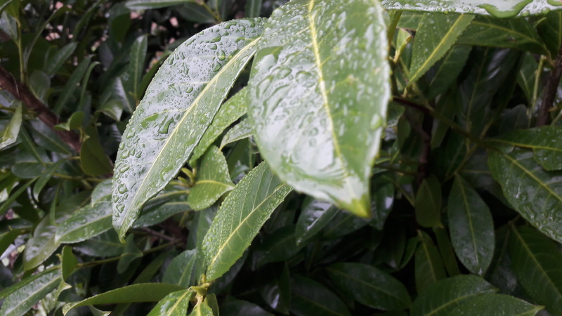 户外绿色茶叶