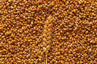 小麦粮食收成秋天立秋秋分摄影图