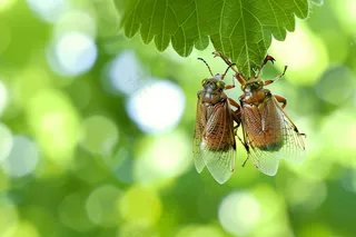 春天大树绿叶上的昆虫蝉摄影图