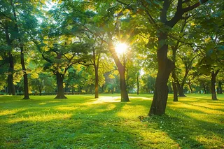 森林公园树木阳光摄影图