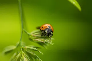 春日里的瓢虫探险之旅